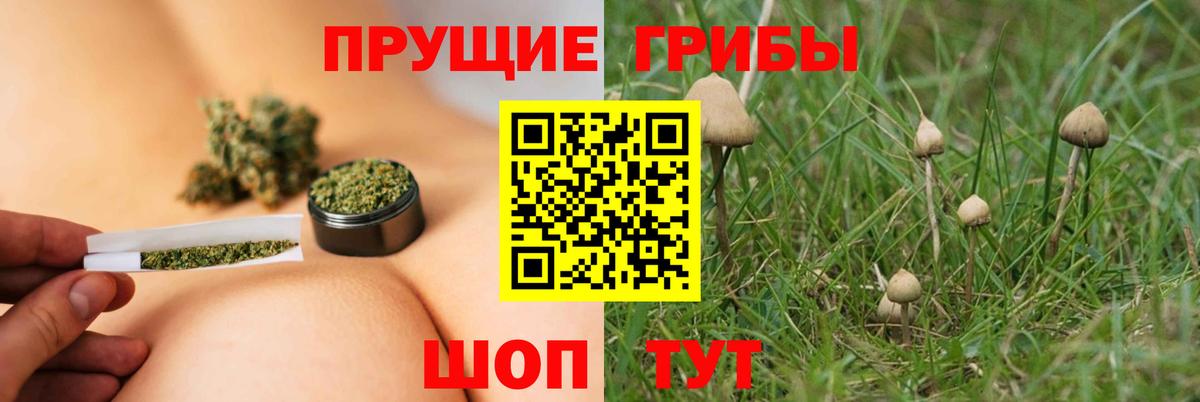 Псилоцибиновые грибы Psilocybe  Вход с VPN  Биробиджан 